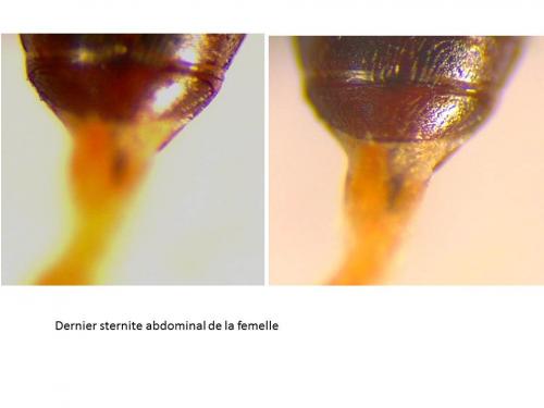 Cyclodinus humilis